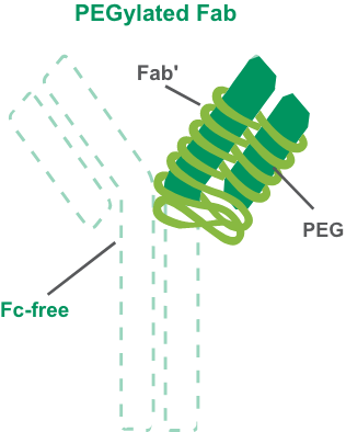 PEGylated Fab